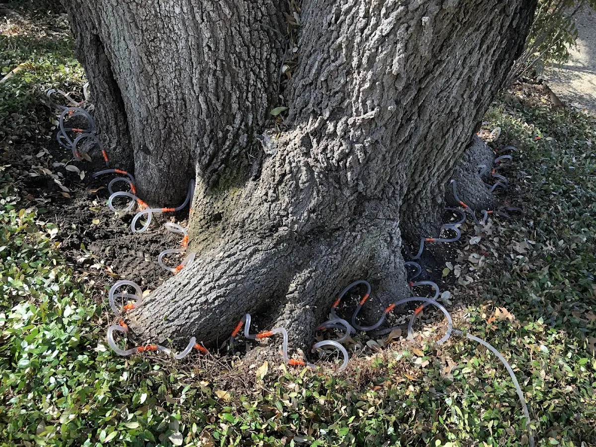 Detailed Tree Cabling and Bracing job site in Paynesville