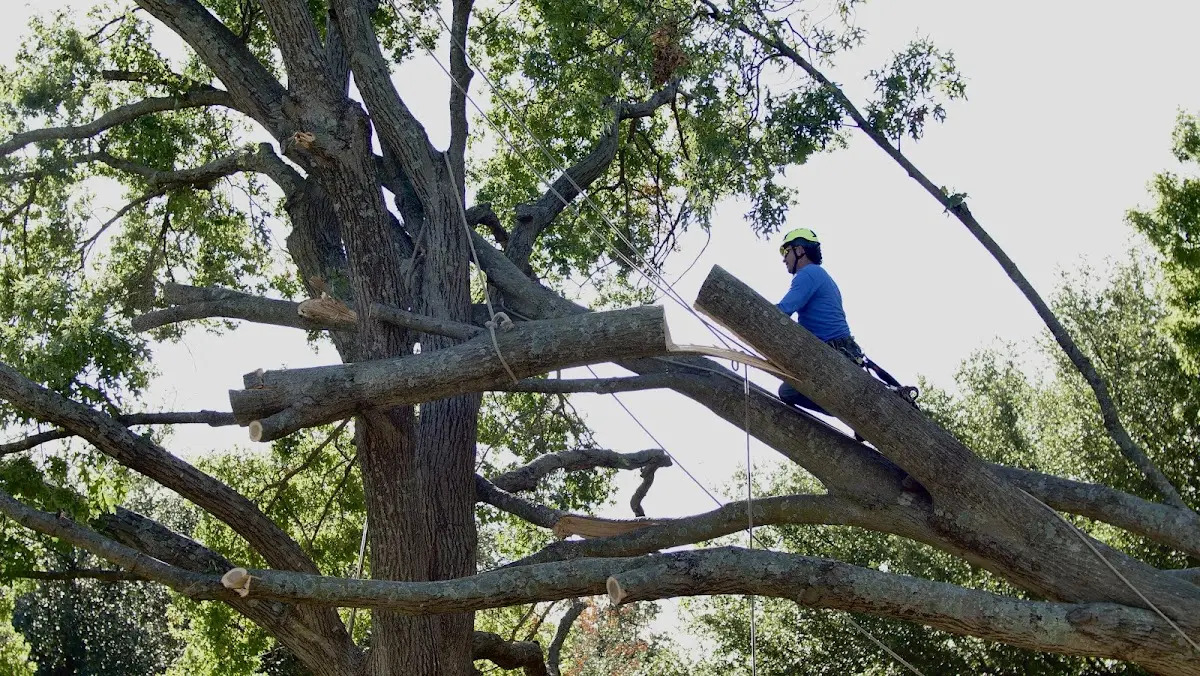 Professional Hazardous Tree Removal performed by certified arborists in Paynesville
