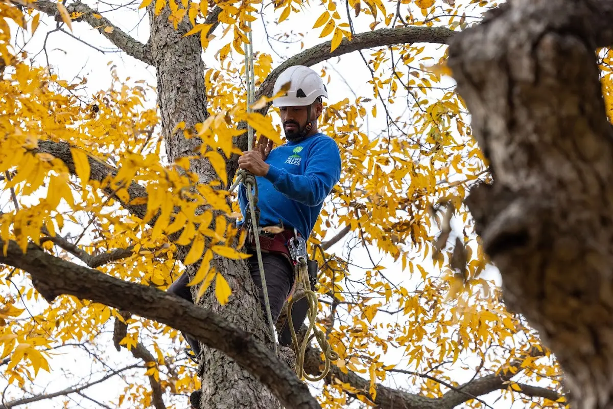 Skilled Storm Damage Cleanup crew working in Paynesville